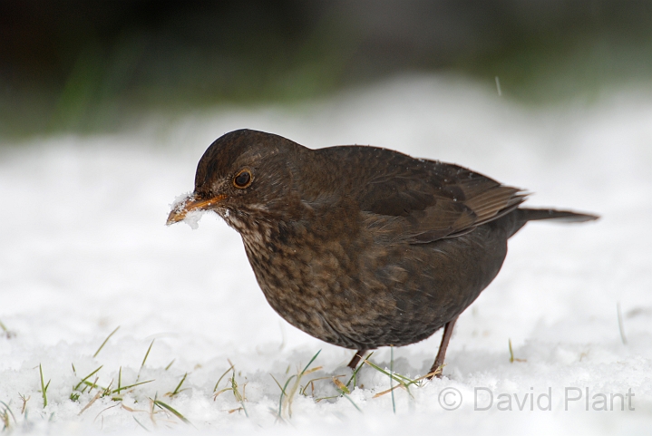 Blackbird female - A.jpg - Blackbird, female in the snow - Gloucestershire